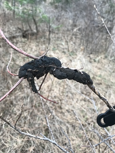 black knot