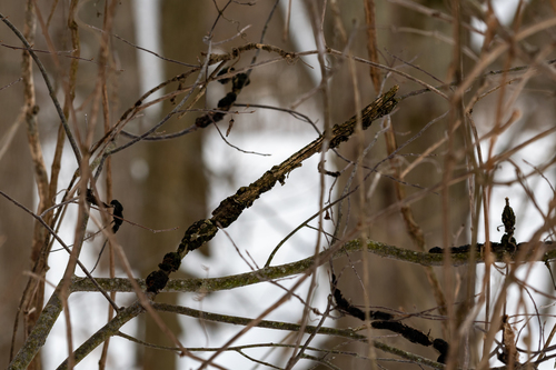 black knot