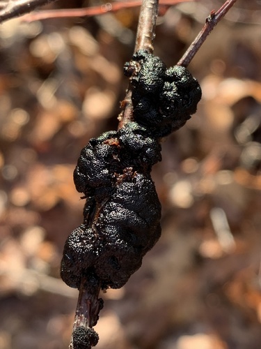 black knot
