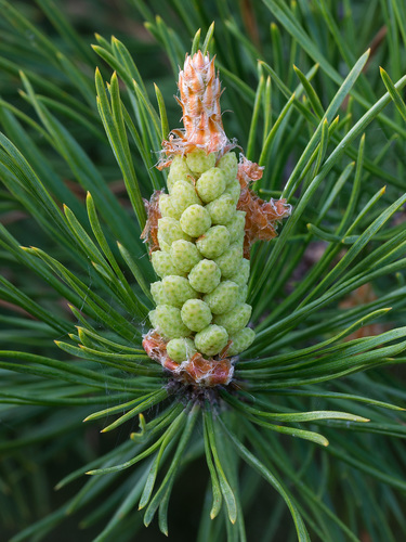 Scots pine