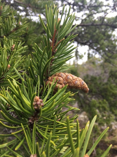 Jack pine