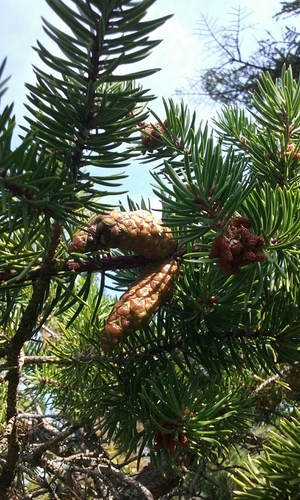 Jack pine