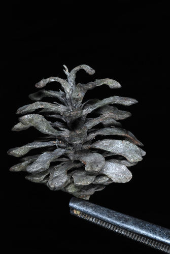 Jack pine