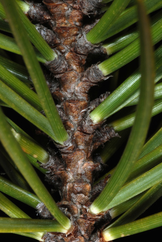 Jack pine