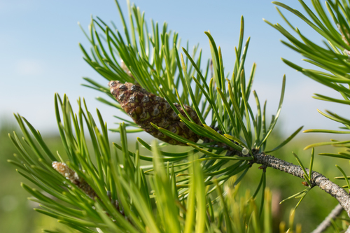 Jack pine