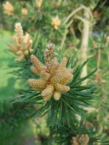 Jack pine