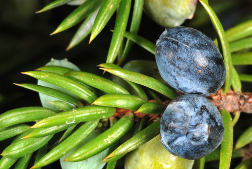 common juniper