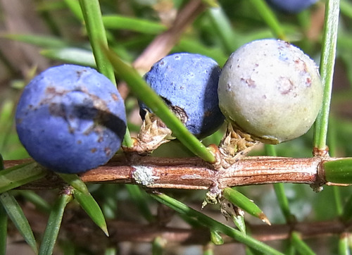 common juniper