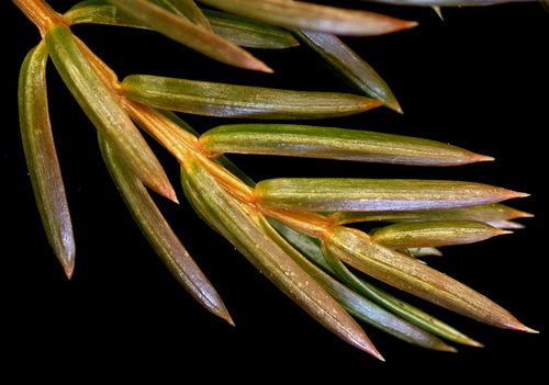 common juniper