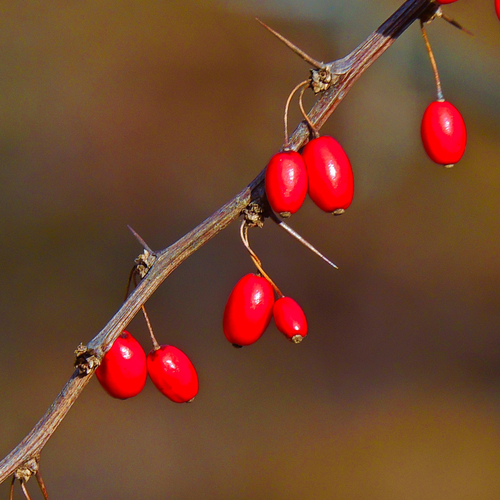Japanese barberry