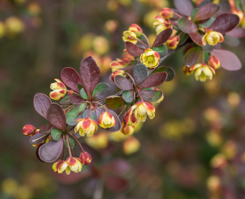 Japanese barberry