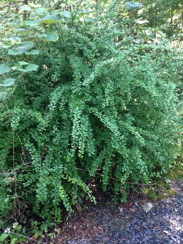 Japanese barberry