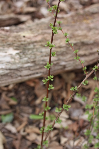 Japanese barberry