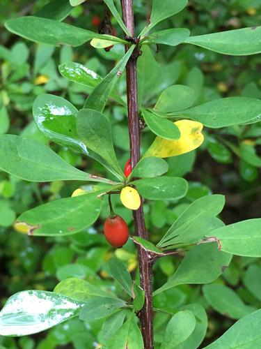 Japanese barberry