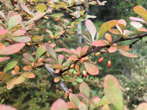 Japanese barberry