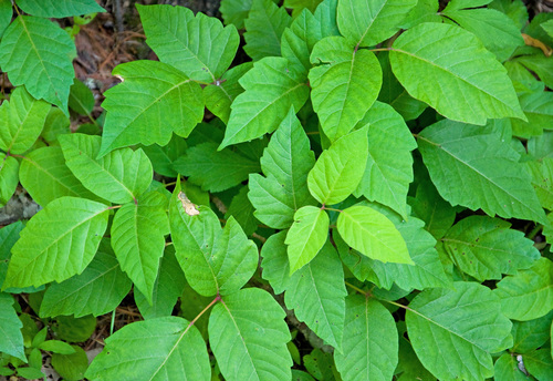 eastern poison ivy