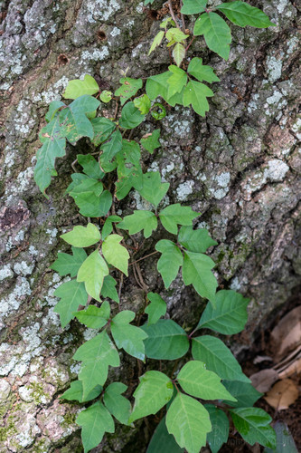 eastern poison ivy