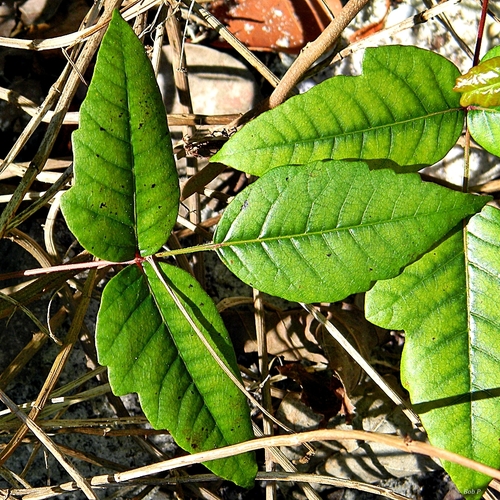 eastern poison ivy