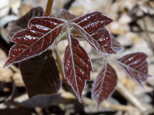 eastern poison ivy