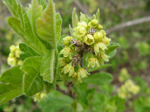 fragrant sumac