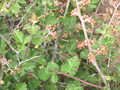 fragrant sumac