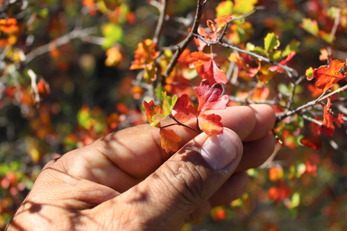 fragrant sumac