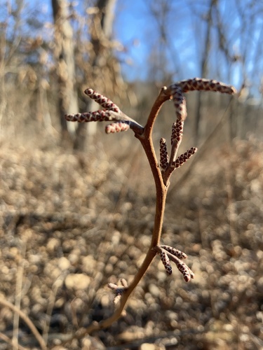 fragrant sumac