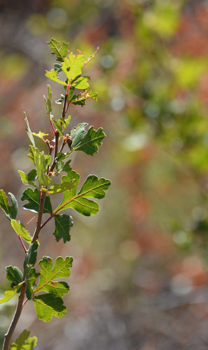 fragrant sumac