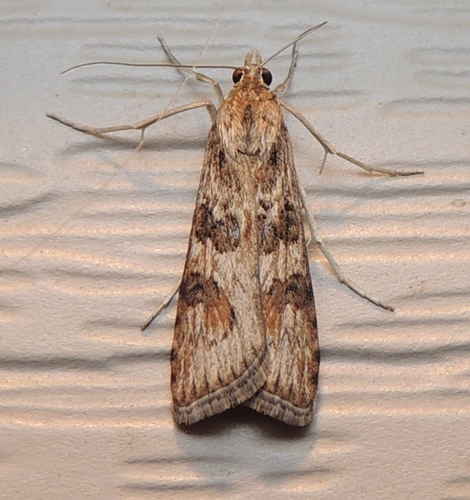 Lucerne Moth