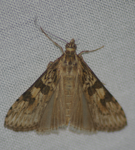 Lucerne Moth