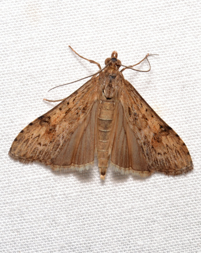 Lucerne Moth