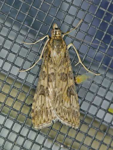 Lucerne Moth