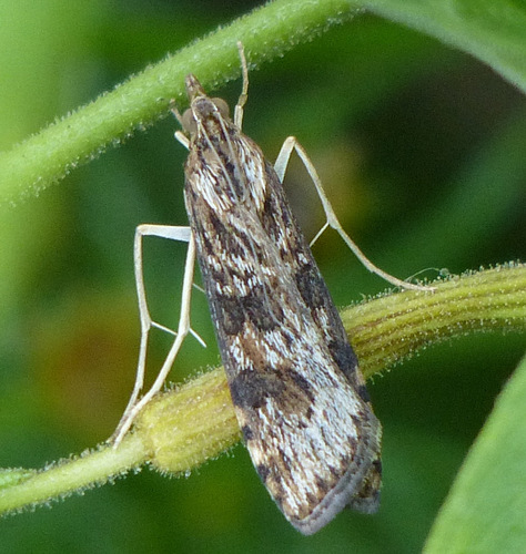 Lucerne Moth