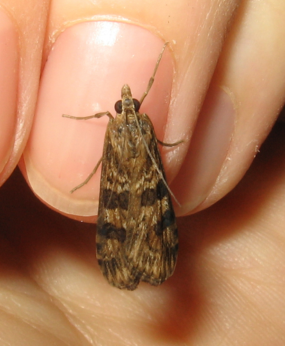 Lucerne Moth