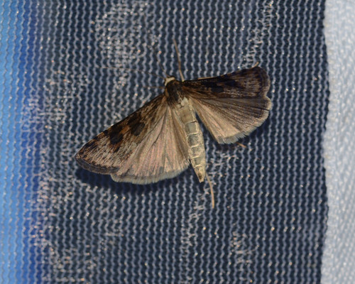 Lucerne Moth