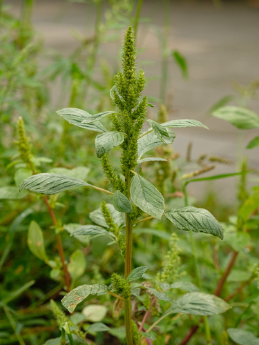 Redroot Amaranth