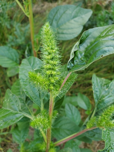 Redroot Amaranth