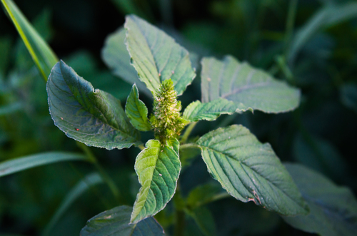 Redroot Amaranth