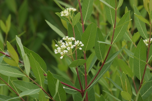 hemp dogbane