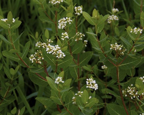 hemp dogbane