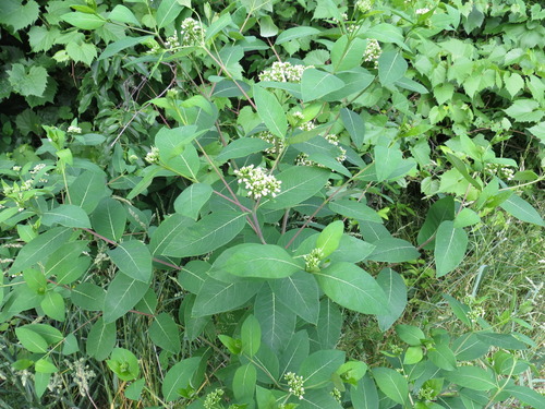 hemp dogbane