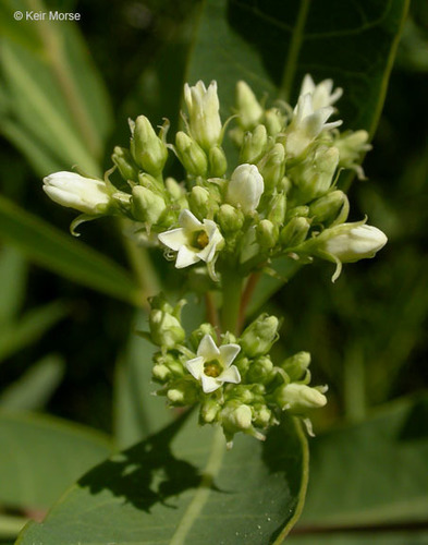 hemp dogbane