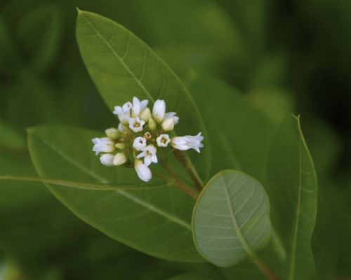 hemp dogbane