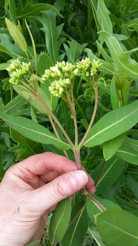 hemp dogbane