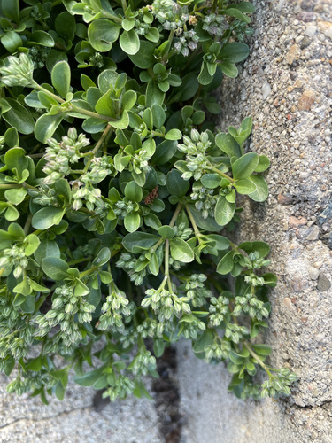 fourleaf manyseed