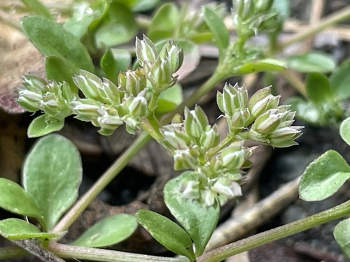 fourleaf manyseed