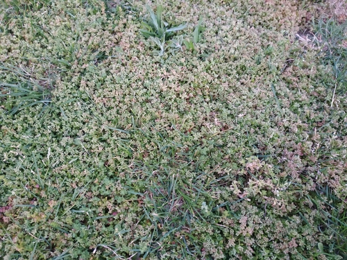 fourleaf manyseed