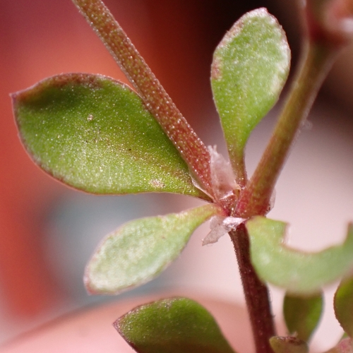 fourleaf manyseed
