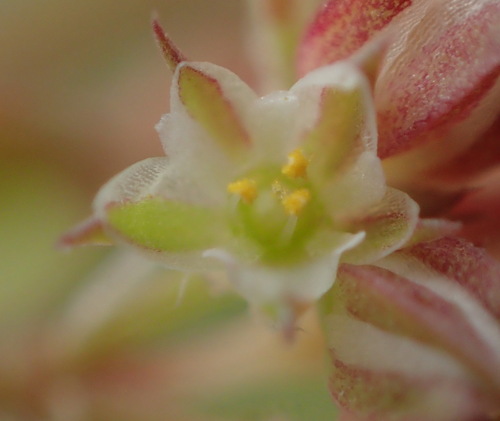 fourleaf manyseed