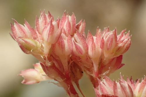fourleaf manyseed